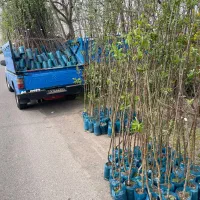 نهال فروشی مهندس آرمین میاندواب|خدمات باغبانی و درختکاری|کرج, فاز ۴ مهرشهر|دیوار