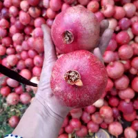 انار متوسط به شرط کیلو ۴۵