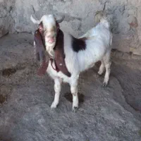 دوتا بزغاله نر جنس بالا|حیوانات مزرعه|مراوه, |دیوار