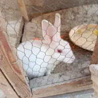 خرگوش سفید