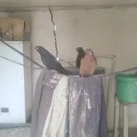 نوچه صرب و زاغ آبادانی|پرنده|جیرفت, |دیوار