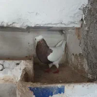 فروش چن عددکبوتر|پرنده|دهدشت, |دیوار