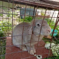 یک عدد خرگوش لپ ابستن