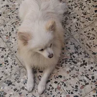 اشپیز پامر یک سال نیم