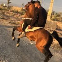 اسب سالار ۲