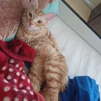 واگذاری گربه|گربه|پرند, فاز ۶|دیوار