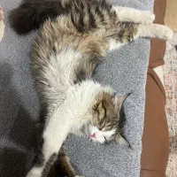 واگذاری گربه