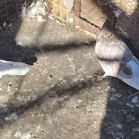 چکلی باشی گوی|پرنده|مرند, |دیوار