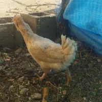 مرغ گلین پابر ریشی معاوضه با غاز|حیوانات مزرعه|یاسوج, |دیوار