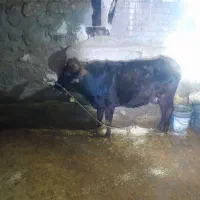 گاو آبستن|حیوانات مزرعه|فیروزآباد (لرستان), |دیوار