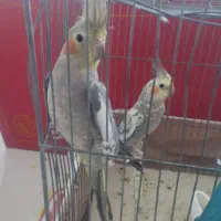 عروس هلندی