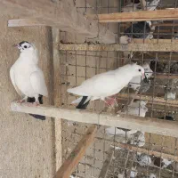 کبوتر دم ذغالی کاکلی