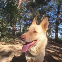 یک سگ گم شده در جاده ی حبیب آباد برخوار