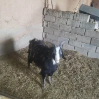 کهر نردرجه یک