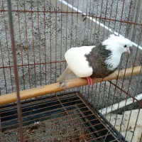 کبوتر طوقی ماده|پرنده|آستانه اشرفیه, |دیوار