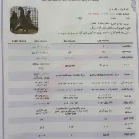 کبوتر‌پلاکی‌مسافتی|پرنده|درگز, |دیوار