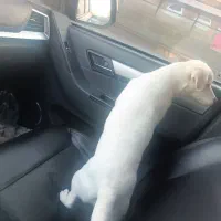 سگ اشپیتز پا کوتاه|سگ|بجنورد, |دیوار