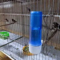 فنج بنگالی صحیح وسلامت|پرنده|پاکدشت, پاکدشت (مامازند)|دیوار