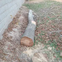 خرید و هرس درخت|خدمات باغبانی و درختکاری|تبریز, |دیوار