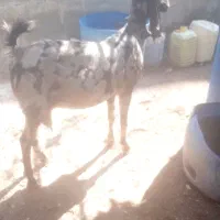 بوشهر عسلویه|حیوانات مزرعه|عسلویه, |دیوار