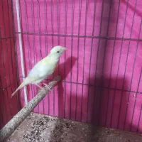 پرنده قنار  ی