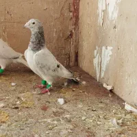 باسلام|پرنده|مشهد, شهرک مهر آباد|دیوار