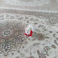 سگ دوست داشتنی و باهوش