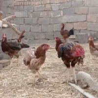مرغ و خروس لاری|حیوانات مزرعه|تربت جام, جامرود|دیوار