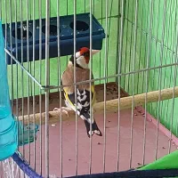 سهره چهاره گل