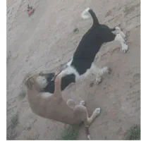 سگ پاکوتا رایگان