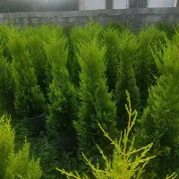 لاوسون فونیکس فینیکس  گل و گیاه کاج طلایی