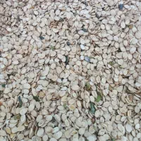 تخم هندوانه