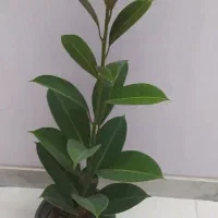 فیکوس جنگلی فقط ۶۰