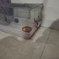 فروش قفس خرگوش یا معاوضه با قفس سهره|لوازم جانبی حیوانات|بومهن, |دیوار