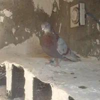 کفتر نر