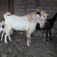 پازن نژاد دار
