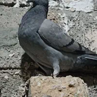 کبوتر المانی|پرنده|ایرانشهر, |دیوار