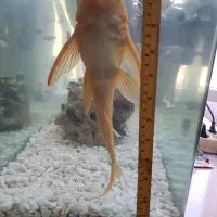 ماهی لجن خوار