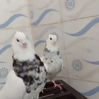 طوقی درجه یک|پرنده|چرام, |دیوار