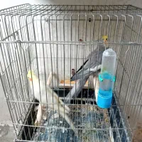 عروس هلندی نروماده