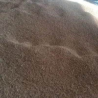 گندم پیشگام آبی|خوردنی و آشامیدنی|گیان, |دیوار