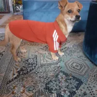 واگذاری سگ خونگی|سگ|اصفهان, سپاهانشهر|دیوار