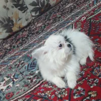 واگذاری. توله اپارتمانی|سگ|مشهد, ثامن|دیوار