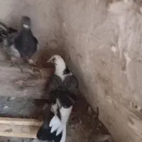 کبوتر پرشی|پرنده|اسفرورین, |دیوار