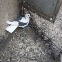 کبوترسارسالار|پرنده|تربت‌حیدریه, فردوسی جنوبی|دیوار