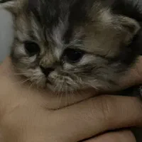 واگذاری پرشین هیماایین|گربه|زاهدان, |دیوار