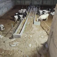 گاو شیری جوان