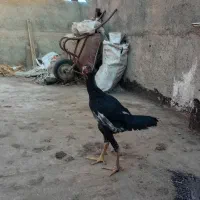 لاری|پرنده|مشهد, نیزه|دیوار