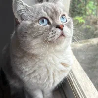 بریتیش شورت هیر|گربه|رشت, منظریه|دیوار