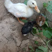 جوجه